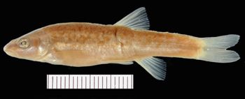 Media type: image; Ichthyology 1839